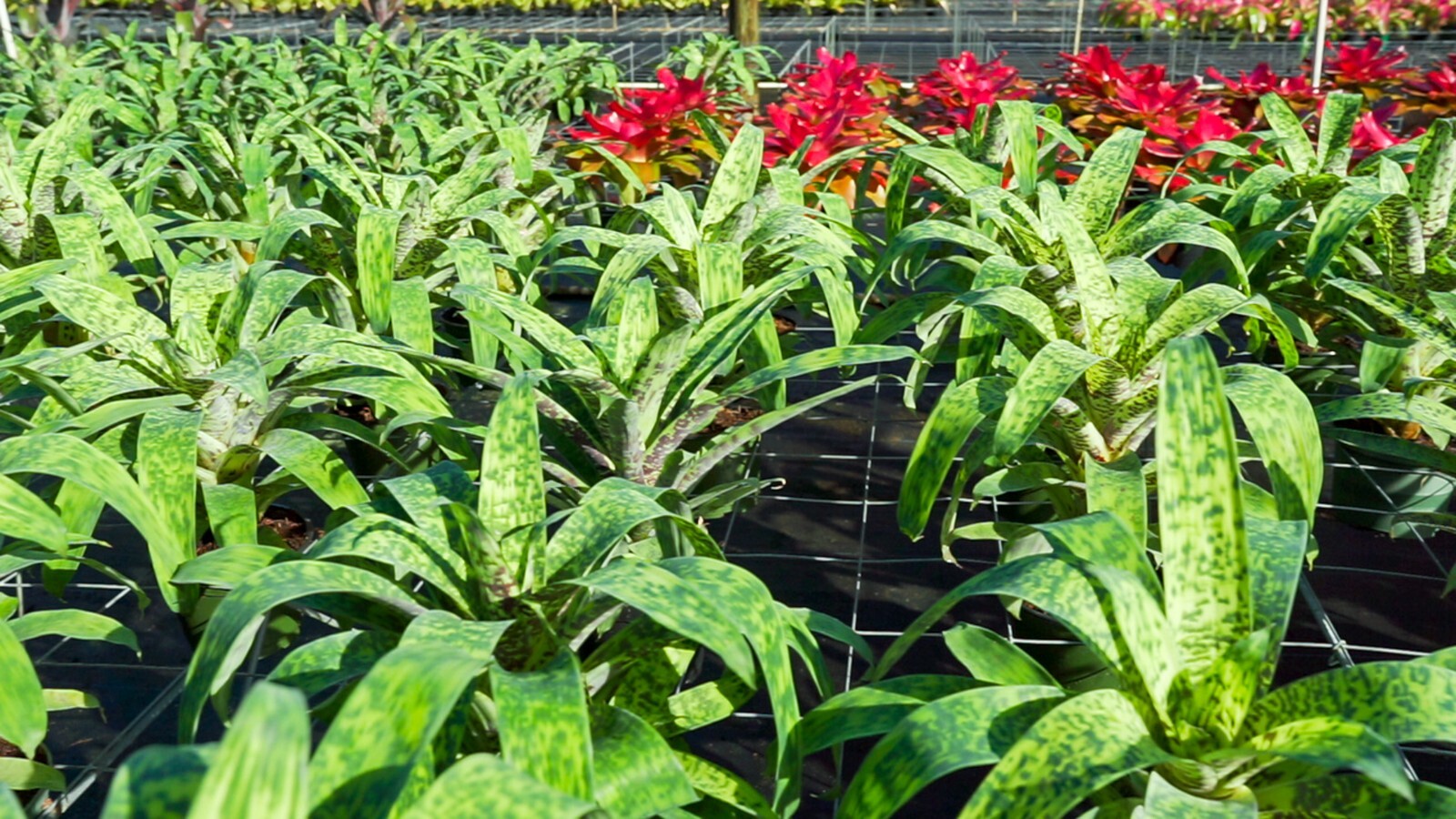 Bromelia – Vriesea Batik 6″ pot – Live plant