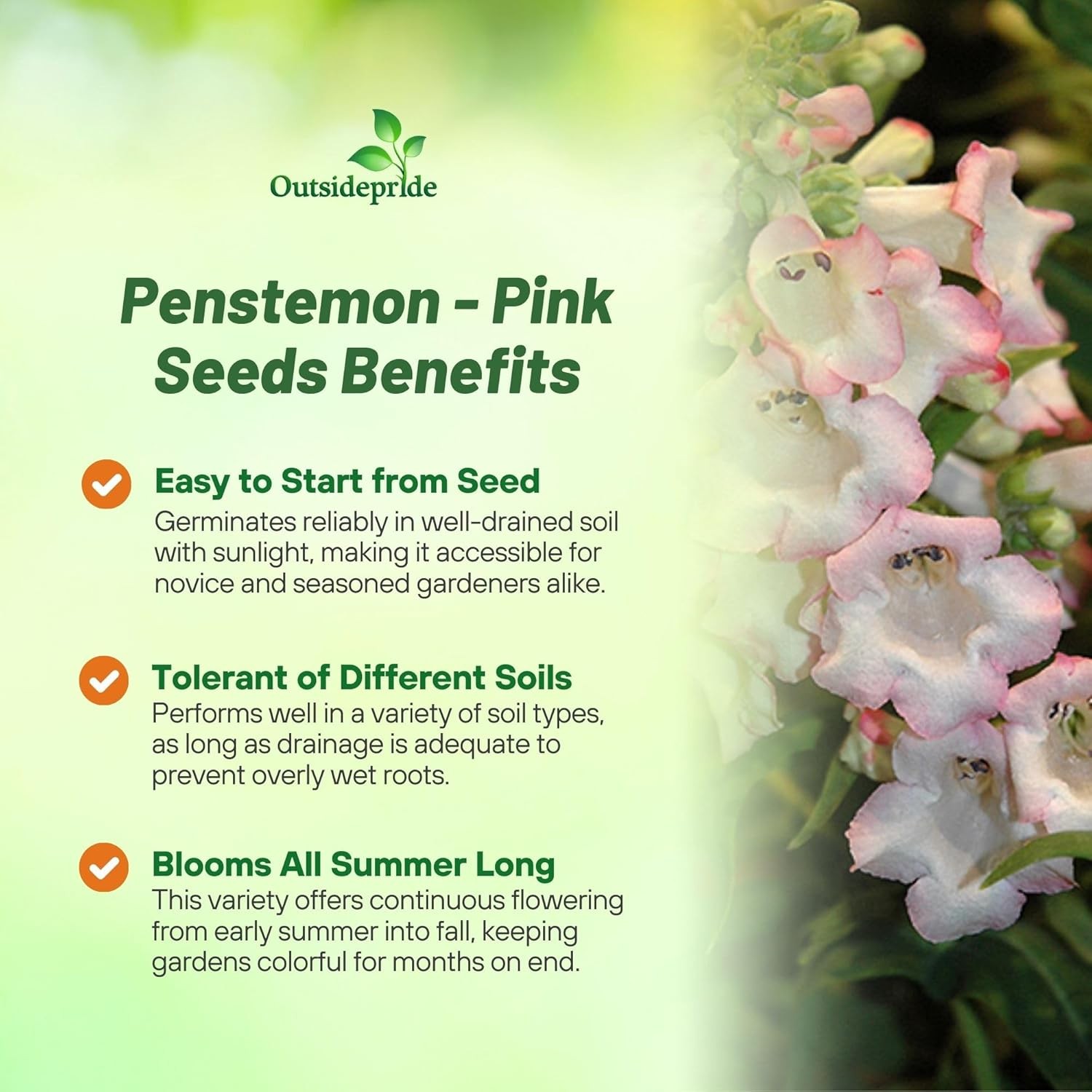 15 Seeds Beardtongue Penstemon Hartwegii Arabesque Pink Drought Resistant