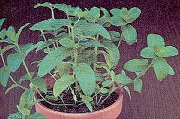 Herb Seeds – Spearmint Seeds