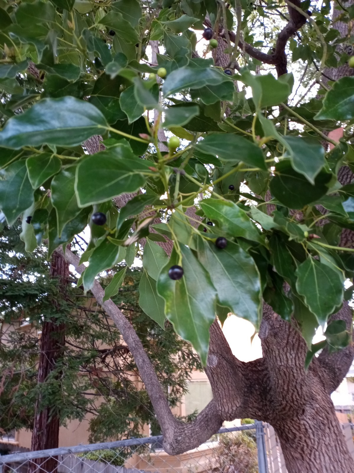 10 CAMPHOR TREE Laurel Cinnamomum Camphora Camphorwood White Flower Black Seeds
