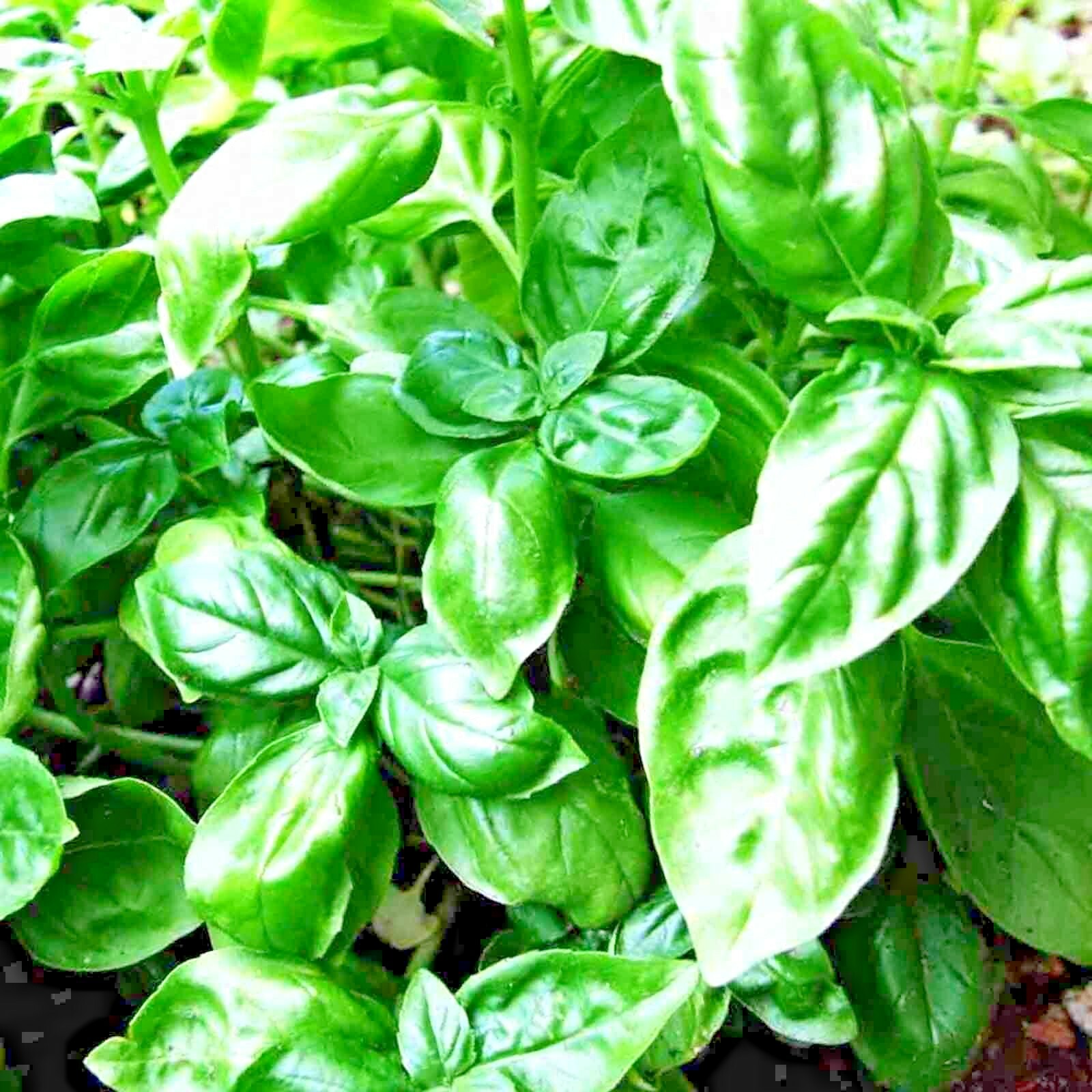 3000+ BASIL SEEDS SPRING LARGE LEAF HERB HEIRLOOM GARDEN MOSQUITO REPELLENT USA