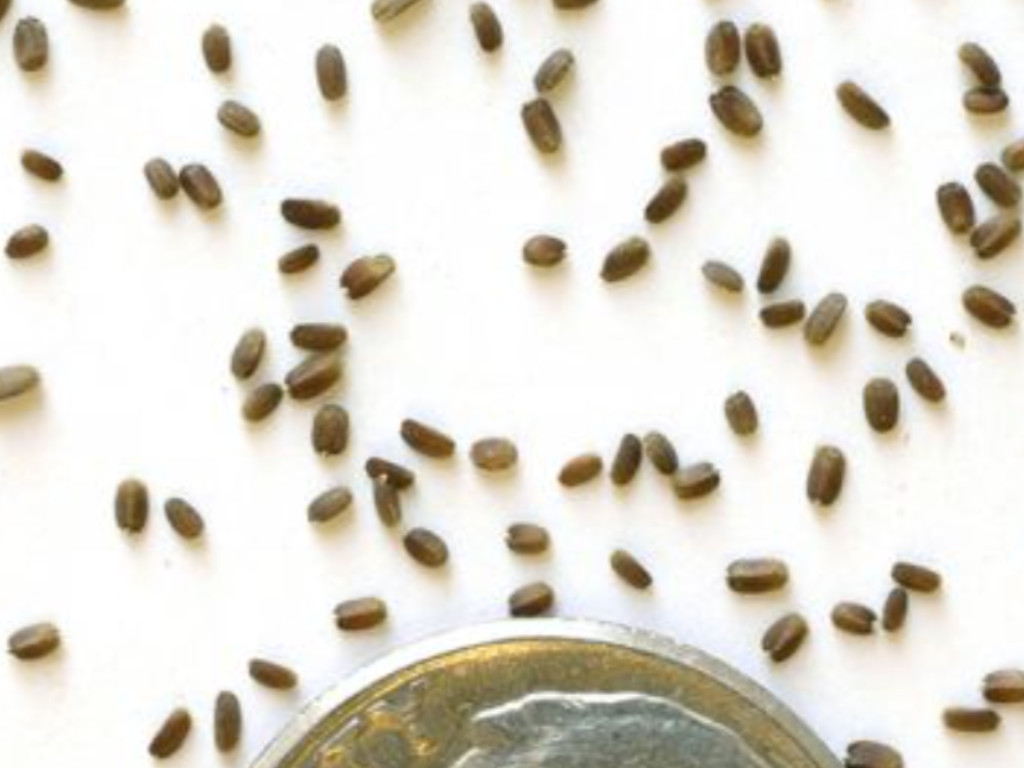 Anise Hyssop – 500 Seeds – A favorite of Swallowtails, Monarchs & bees
