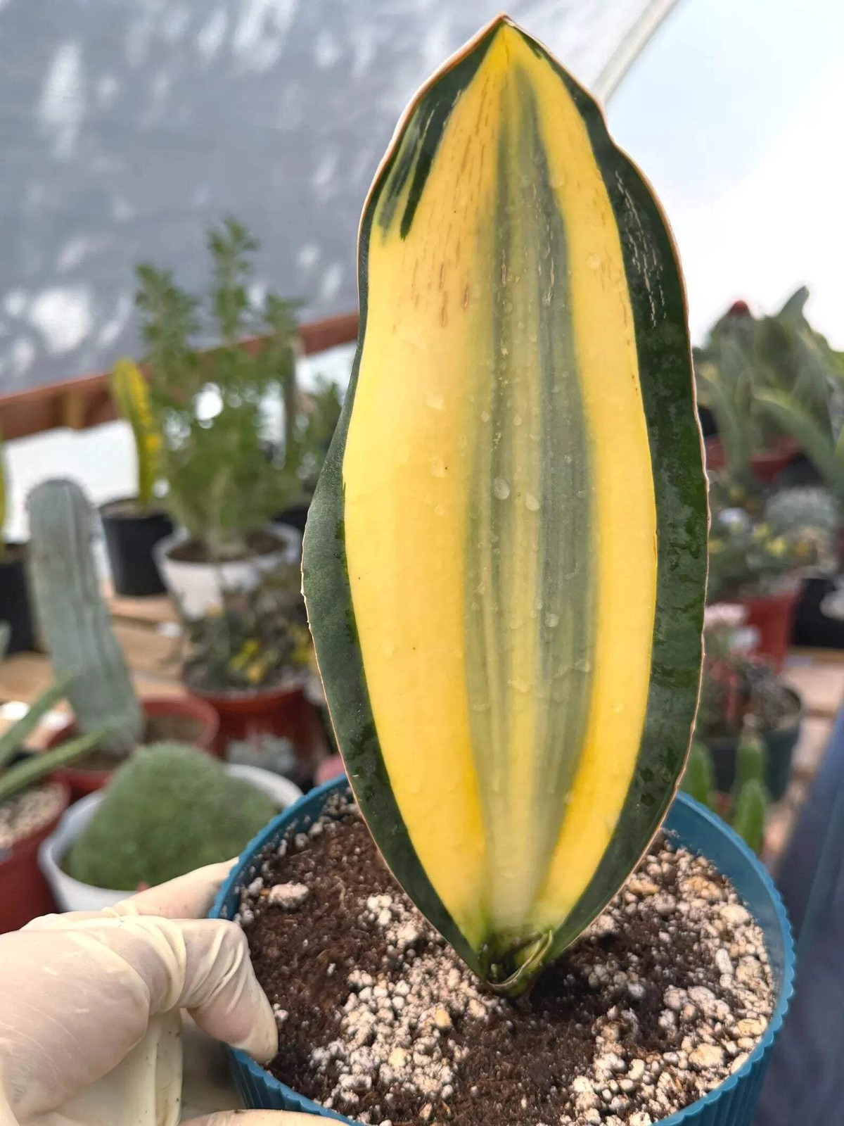 Variegated Sansevieria Whale Fin | Rare Snake Plant | Easy Care Live Houseplant