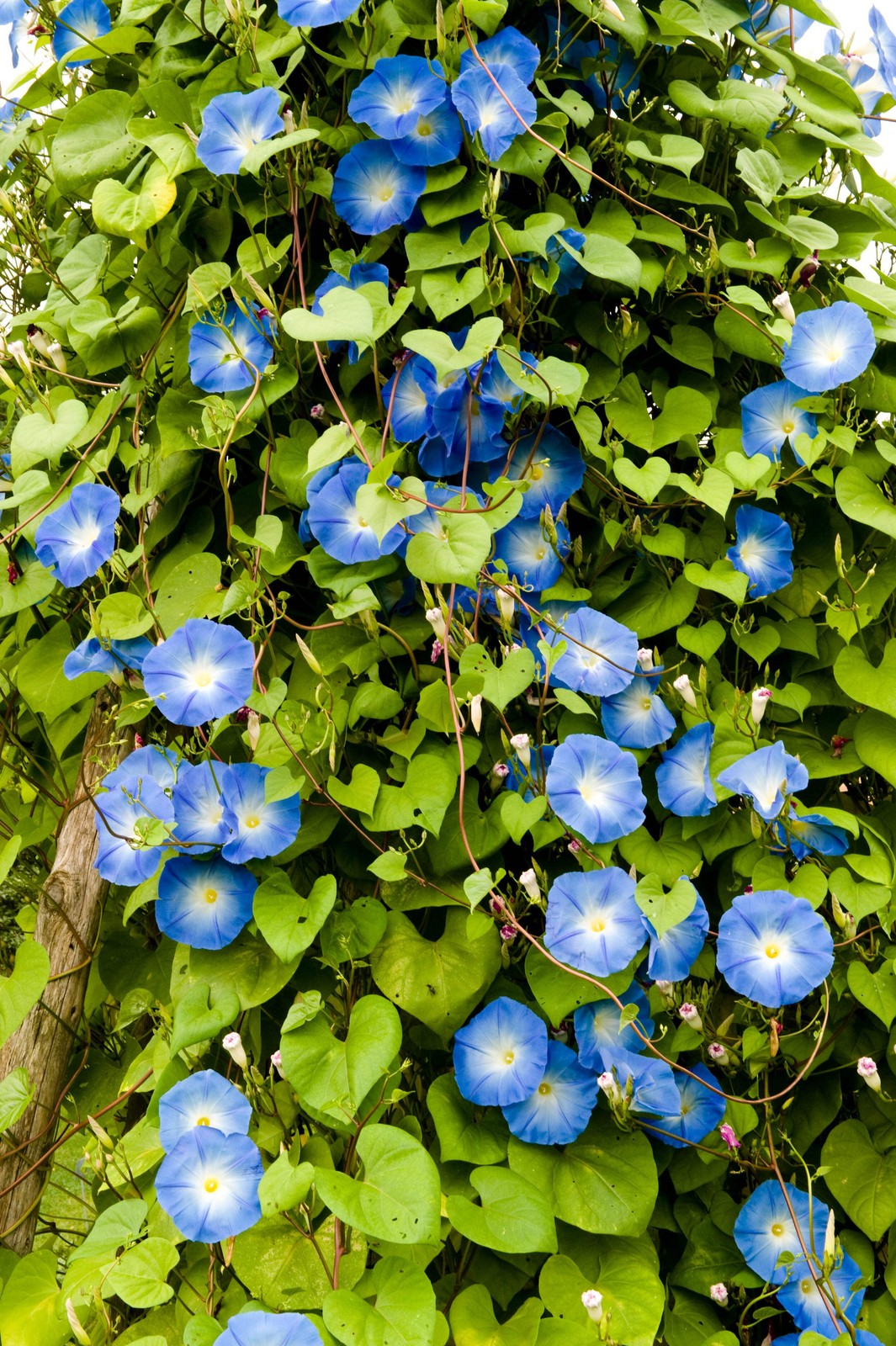 Morning Glory, Grandpa Ott’s (Ipomoea tricolor)