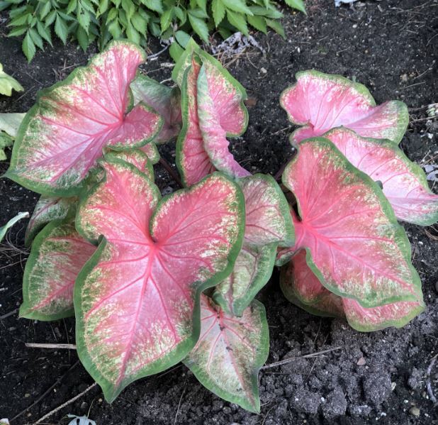 ‘Chinook’ Caladium 2026 Caladium of the Year (2 bulbs)