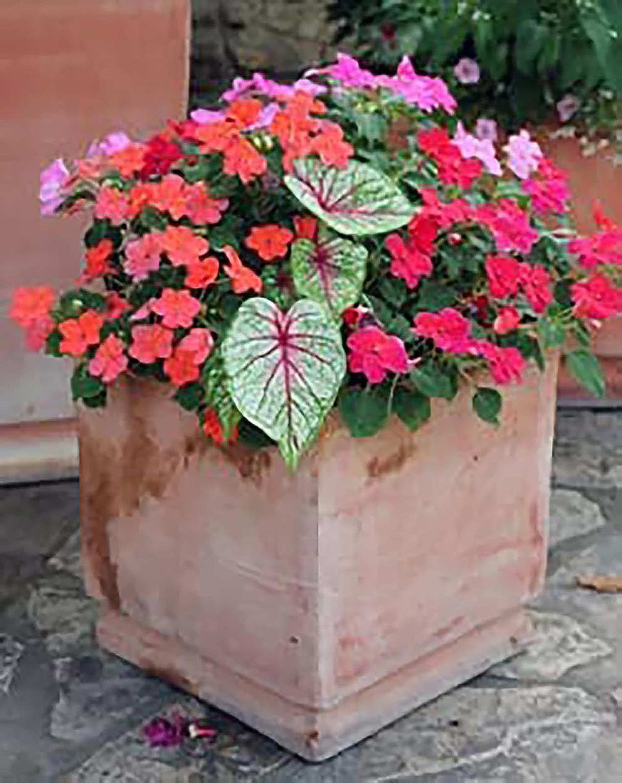 Blaze Caladium Bulbs for Planting Large Size Root Bold Red and Green Foliag…