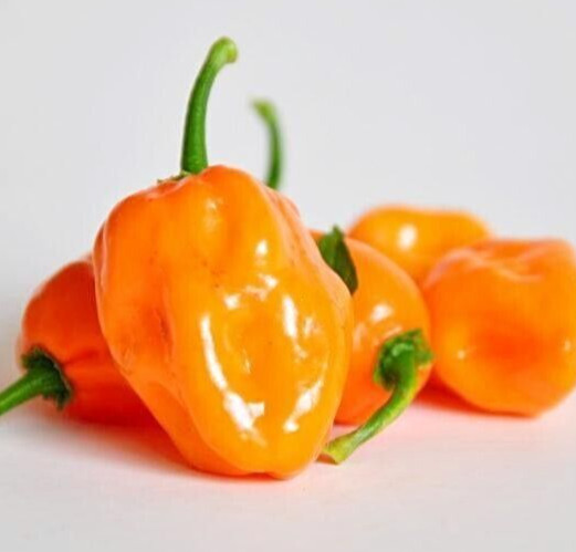 25 Fresh Hot Orange Habanero Premium Pepper Seeds-B 20