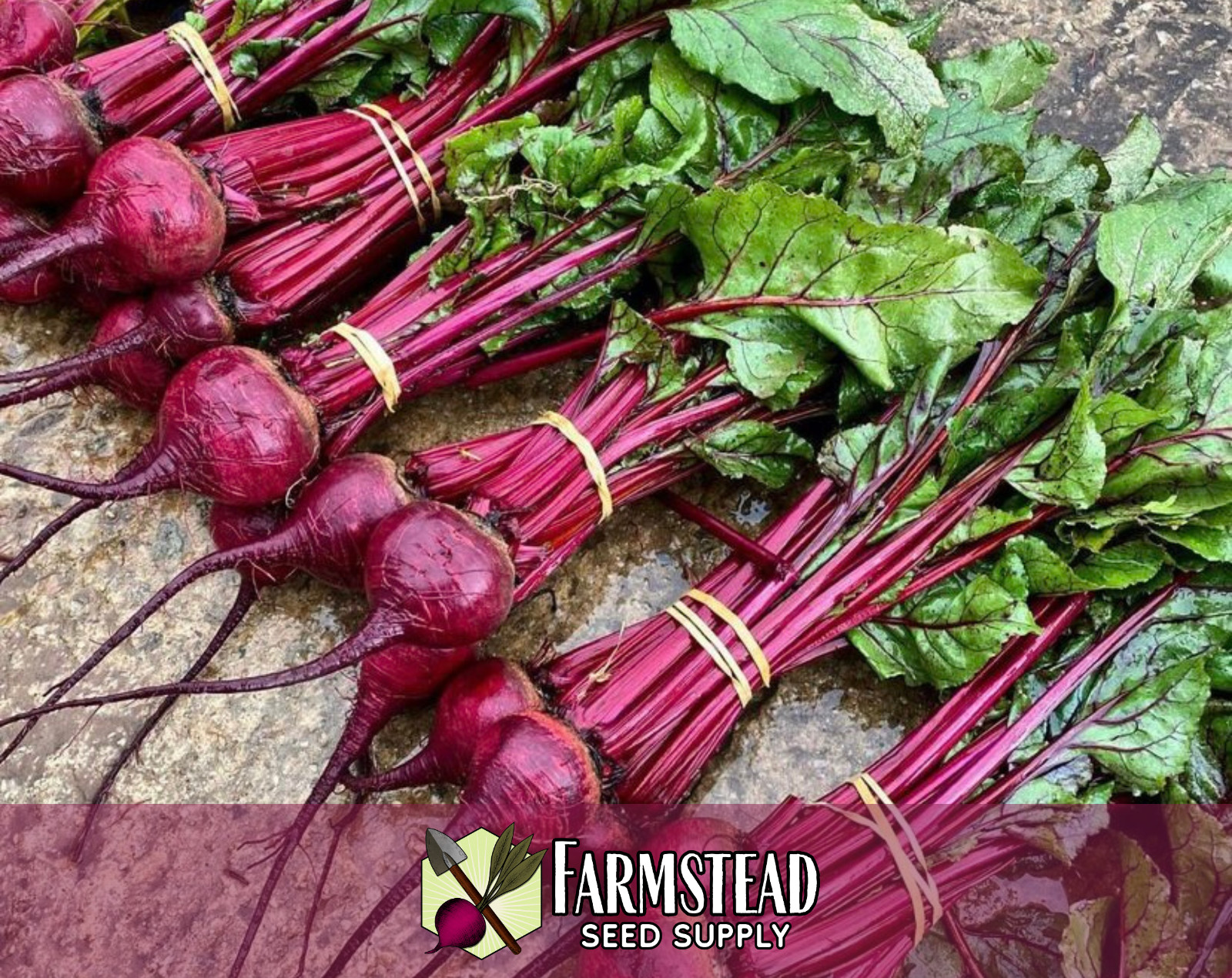 925+ Beet Seeds [Ruby Queen] Vegetable Gardening, Seed Packet, Heirloom Non-GMO
