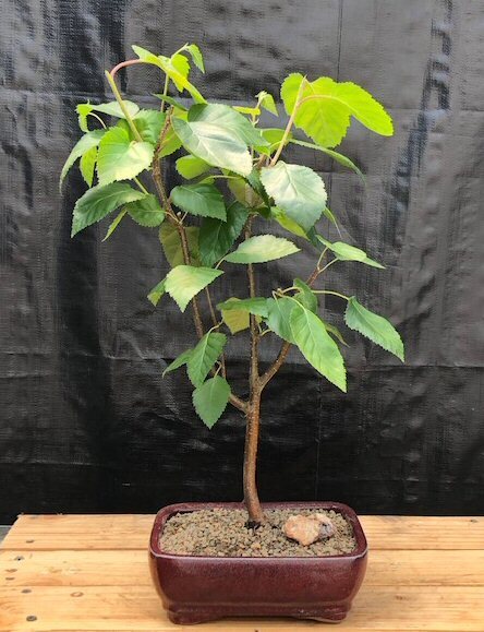 10 yo Whitebarked Himalayan Birch Bonsai Tree Betula Utilis var. Jacquemontii