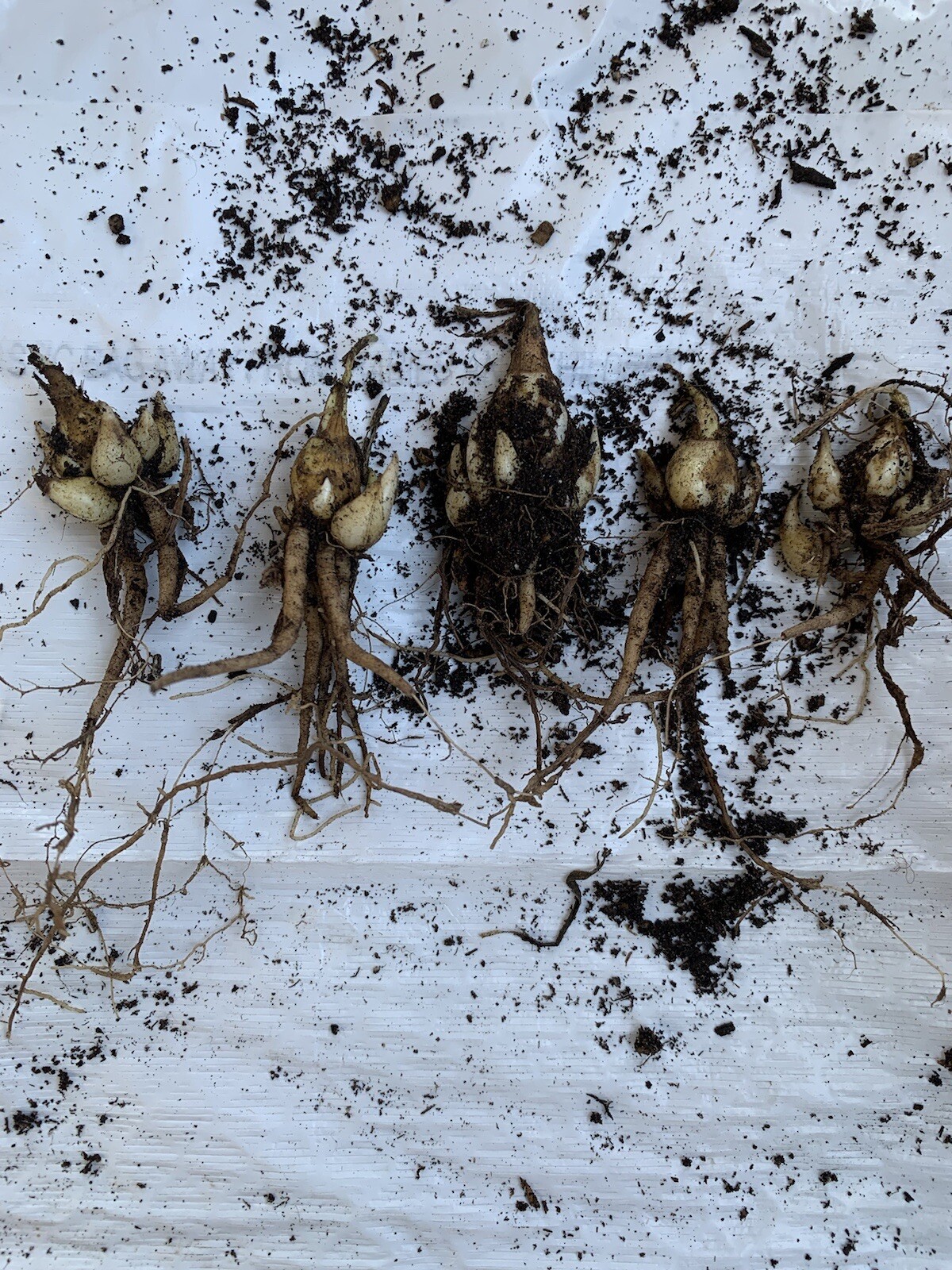 2 Bulbs 2/3 Baby’s Or+ S/M Mixed Rooted & Sprouted Tuberose Bulbs Ready To Plant