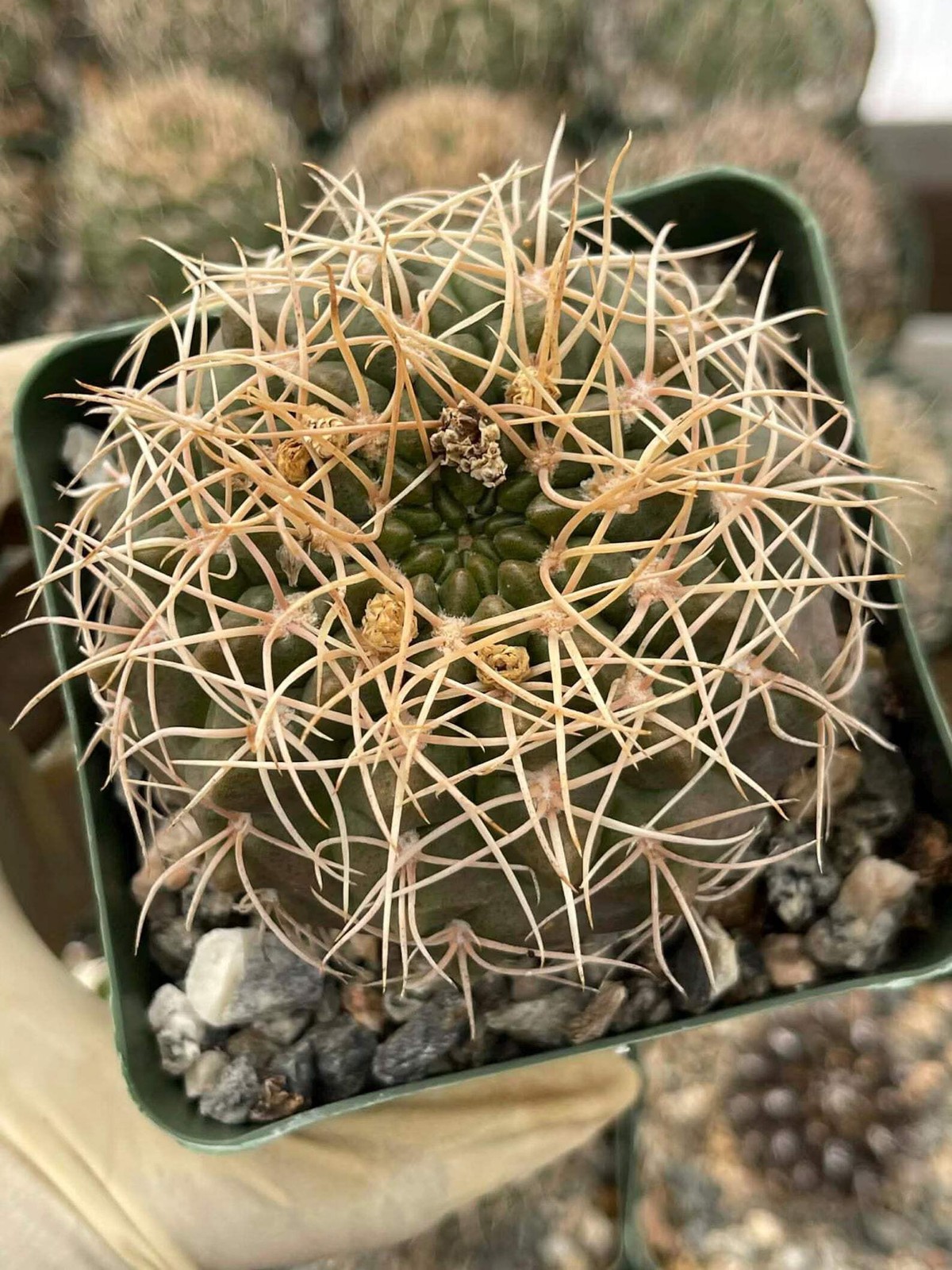 Gymnocalycium Golden Spine | Rare Seed Grown Live Cactus Plant