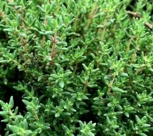 COMMON THYME SEEDS 3000+ THYMUS VULGARIS herb GARDEN non-gmo FREE SHIPPING