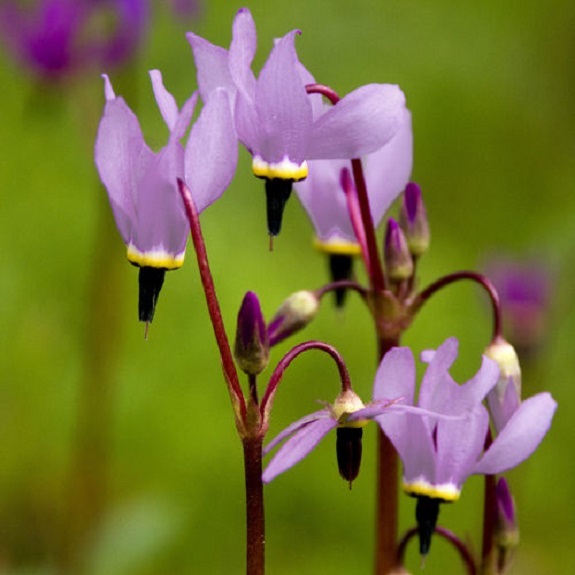 25+ Dodecatheon Purple Pink and White MIX / Perennial Flower Seeds