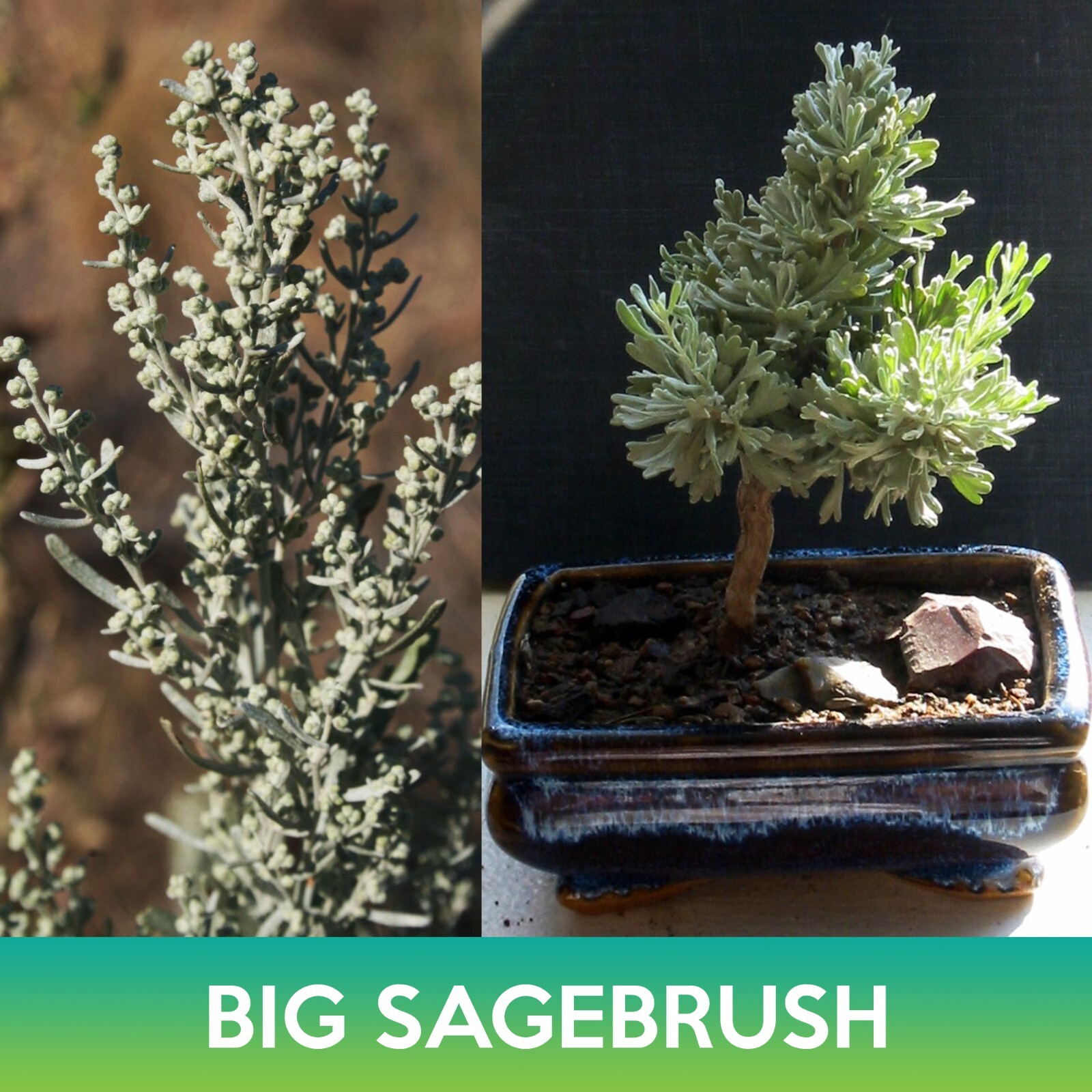 Big Sagebrush Seeds