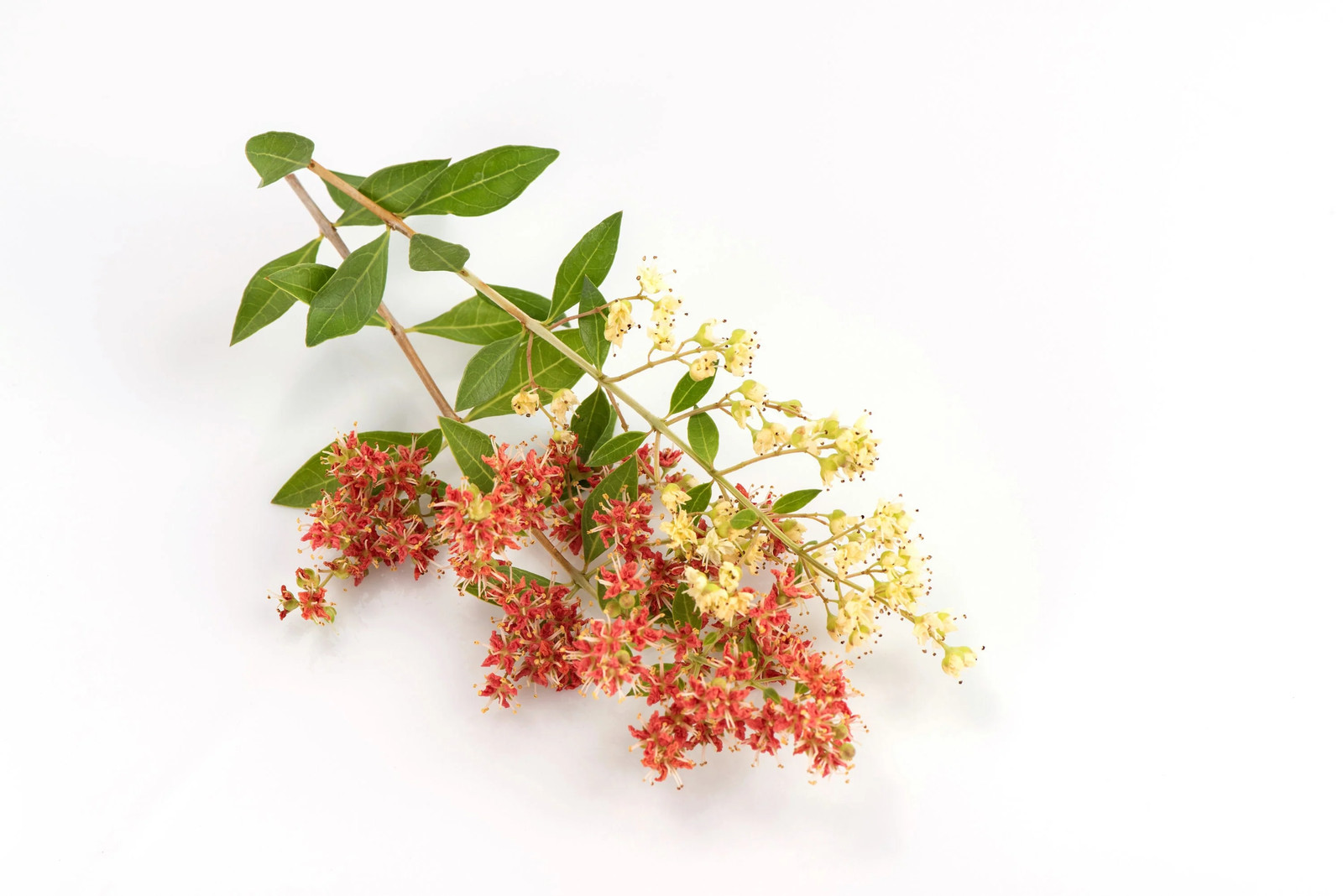 40 WHITE FLOWERING HENNA Tree Lawsonia Inermis Alba Dye Tattoo Flower Seeds