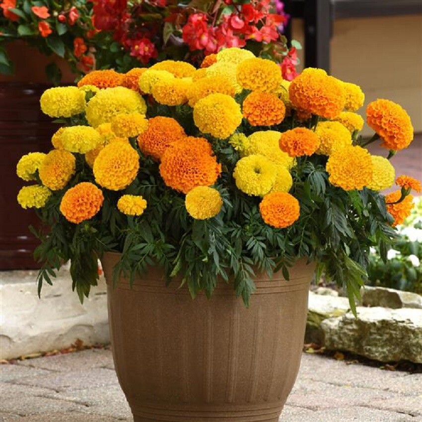 Marigold Seeds 25 Seeds Marigold Marvel II Mix African Marigold Seeds F1