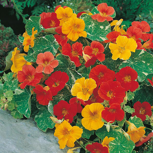 Alaska Mix Nasturtium Seeds | 25 – 250 Seeds | Non-GMO | Free Shipping | 1198