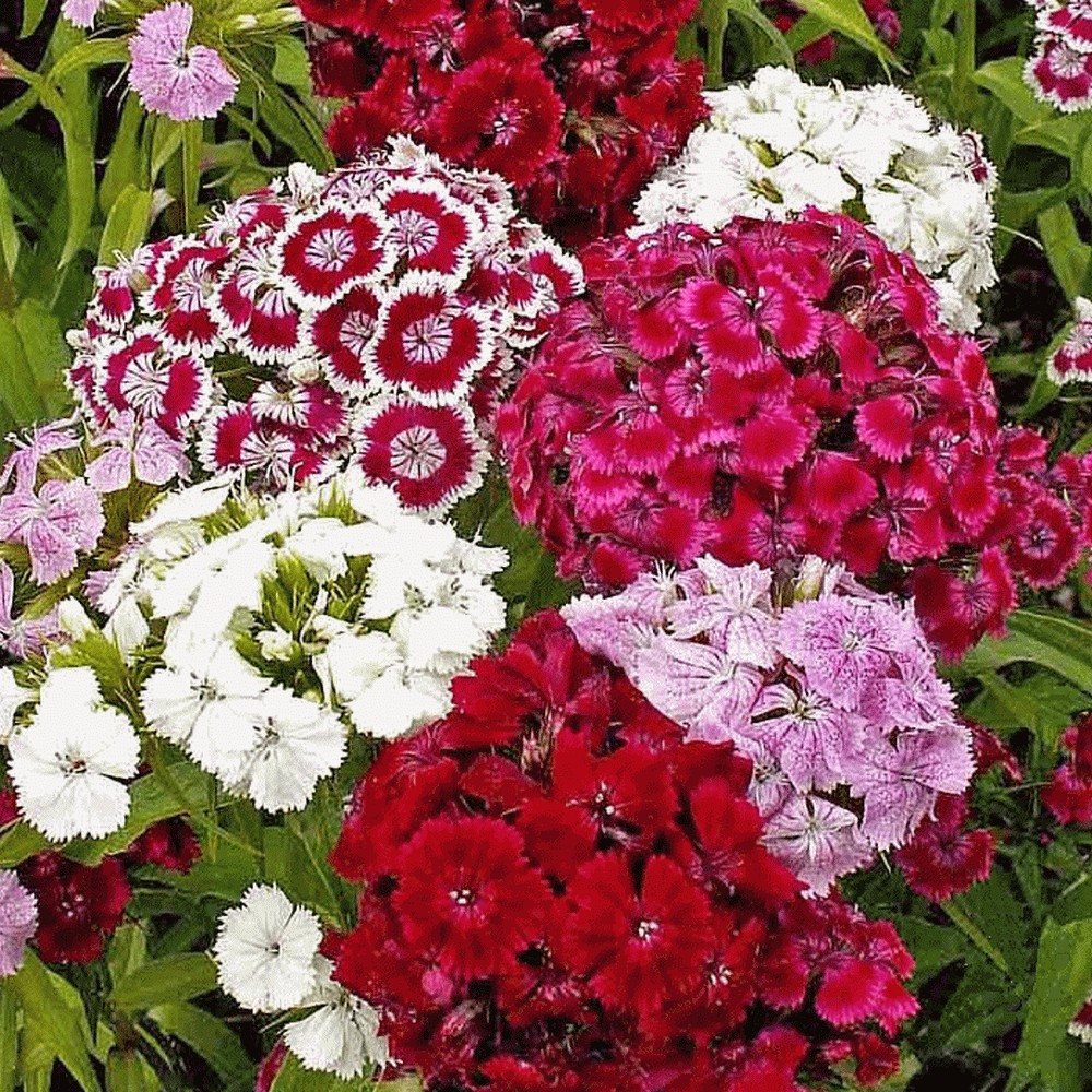 400+ SWEET WILLIAM SEEDS – DIANTHUS – PERENNIAL – Mixed Colors – Fragrant