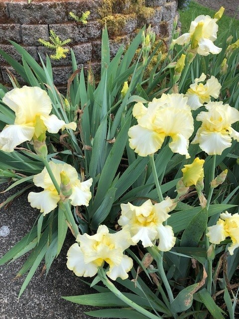 BRIGHT YELLOW BEARDED IRIS (5) Live Plant Bulbs / Rhizomes TALL & BIG