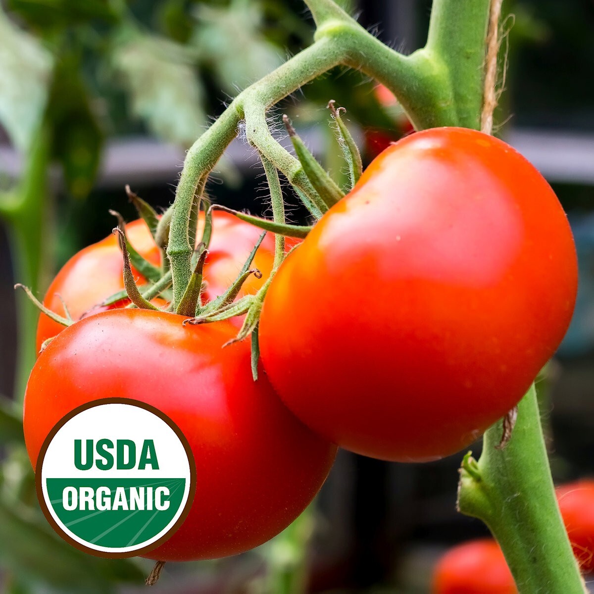 50 Organic Homestead Heirloom Tomato Seeds – Everwilde Farms Mylar Seed Packet