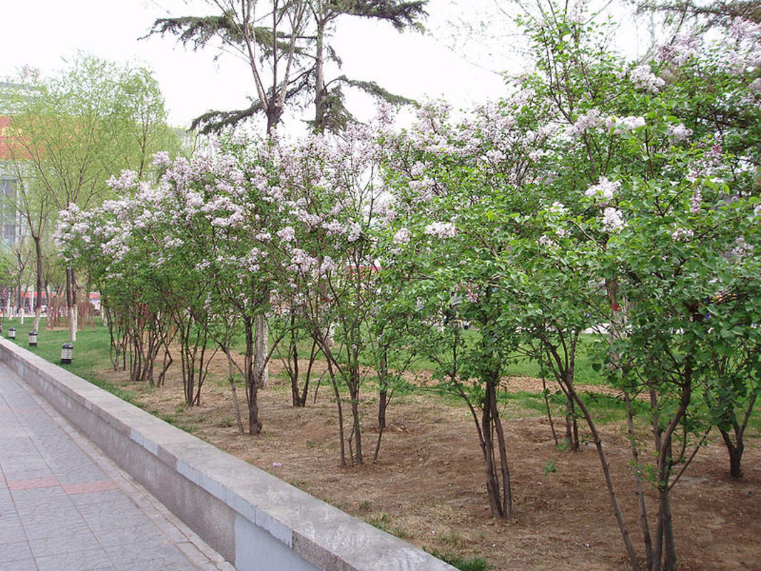 1-1000 PCS Early Lilac Tree Seeds Syringa Oblata White Purple Shrub Flower 0172