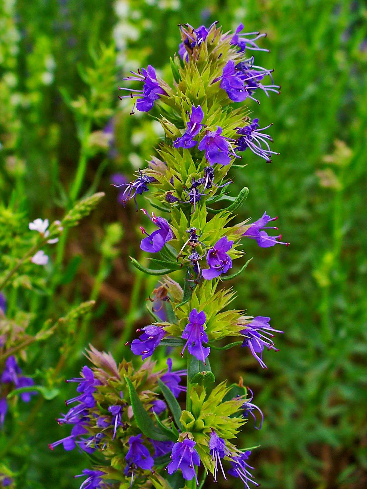 Hyssop Seeds 500+ Common Herb HEIRLOOM PERENNIAL NON-GMO US SELLER FREE SHIPPING