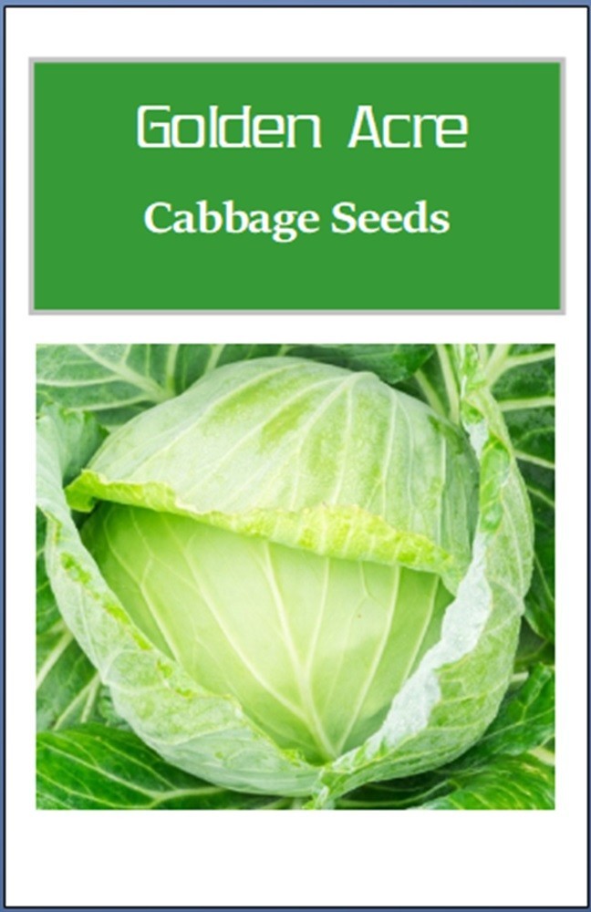 Golden Acre Cabbage Seeds | NON-GMO | Heirloom | Fresh Garden Seeds
