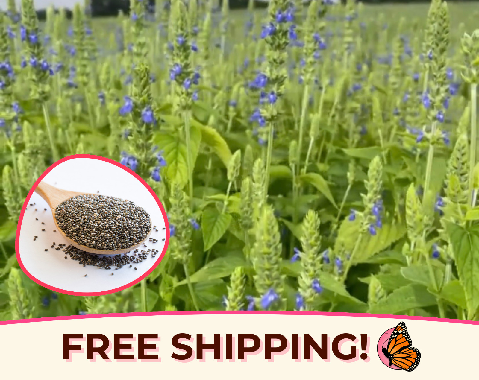 6400+ Chia Seeds | Flower Gardening Herb, Chia Pet Seed, Sprouting Chia Seed