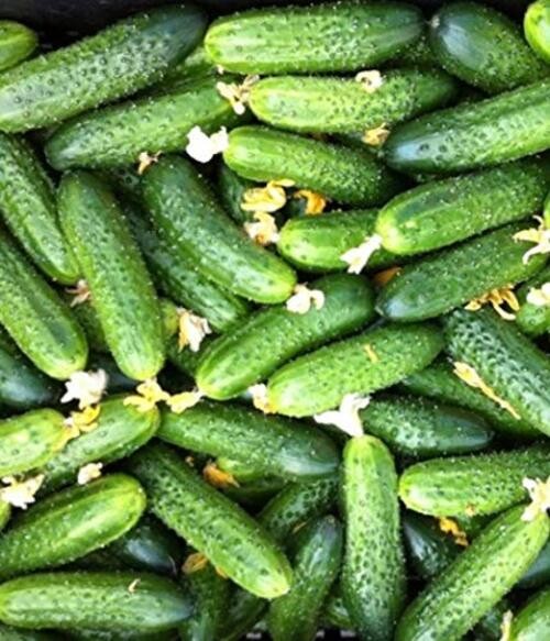 Seeds Cucumber Envy of a Neighbor F1 45 Days Open-Pollinated Pickling Non GMO