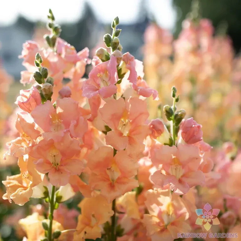 1000+ Chantilly Light Salmon Snapdragon Seeds for Garden – USA – FREE SHIPPING!