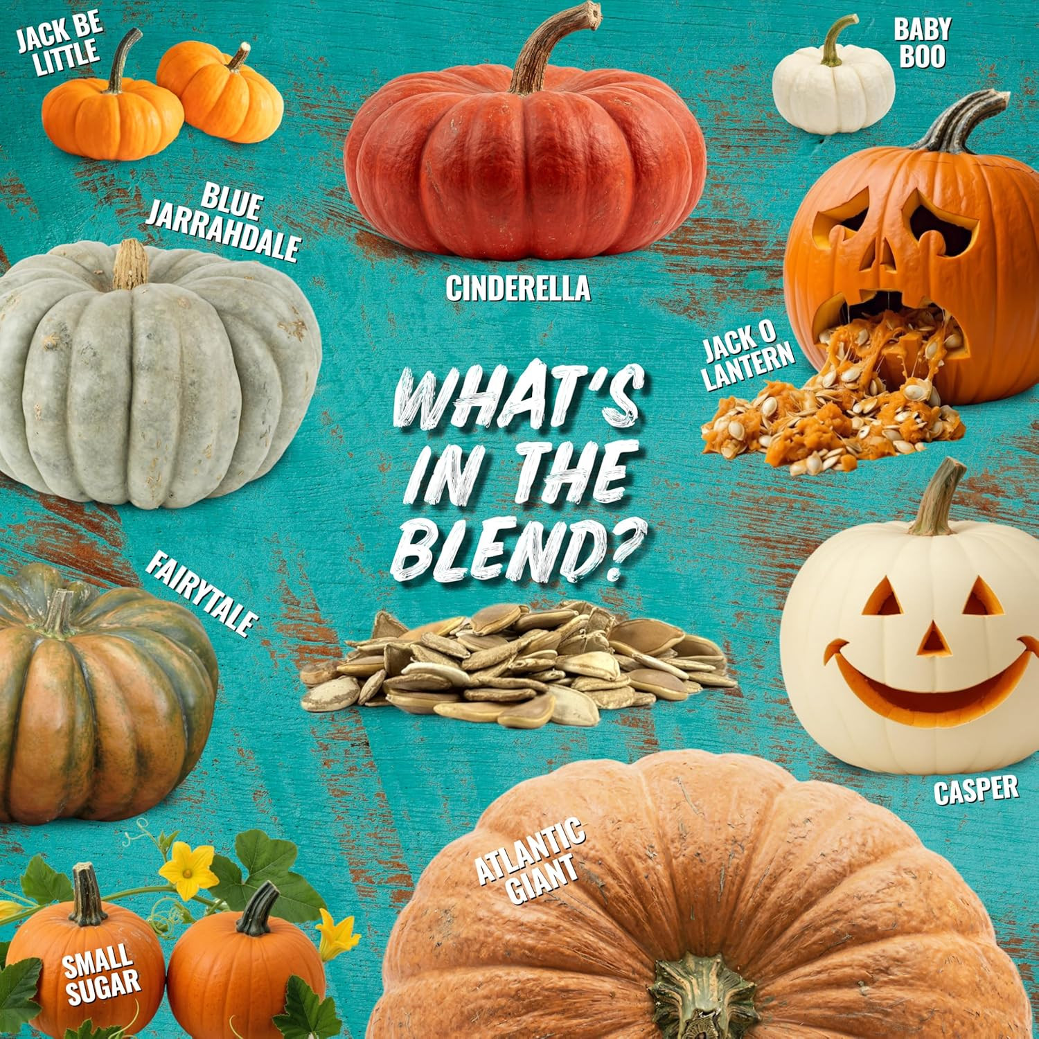 Seed Needs Pumpkin Seeds to Plant Specialty Spooky Blend | 10+ Premium Varieties