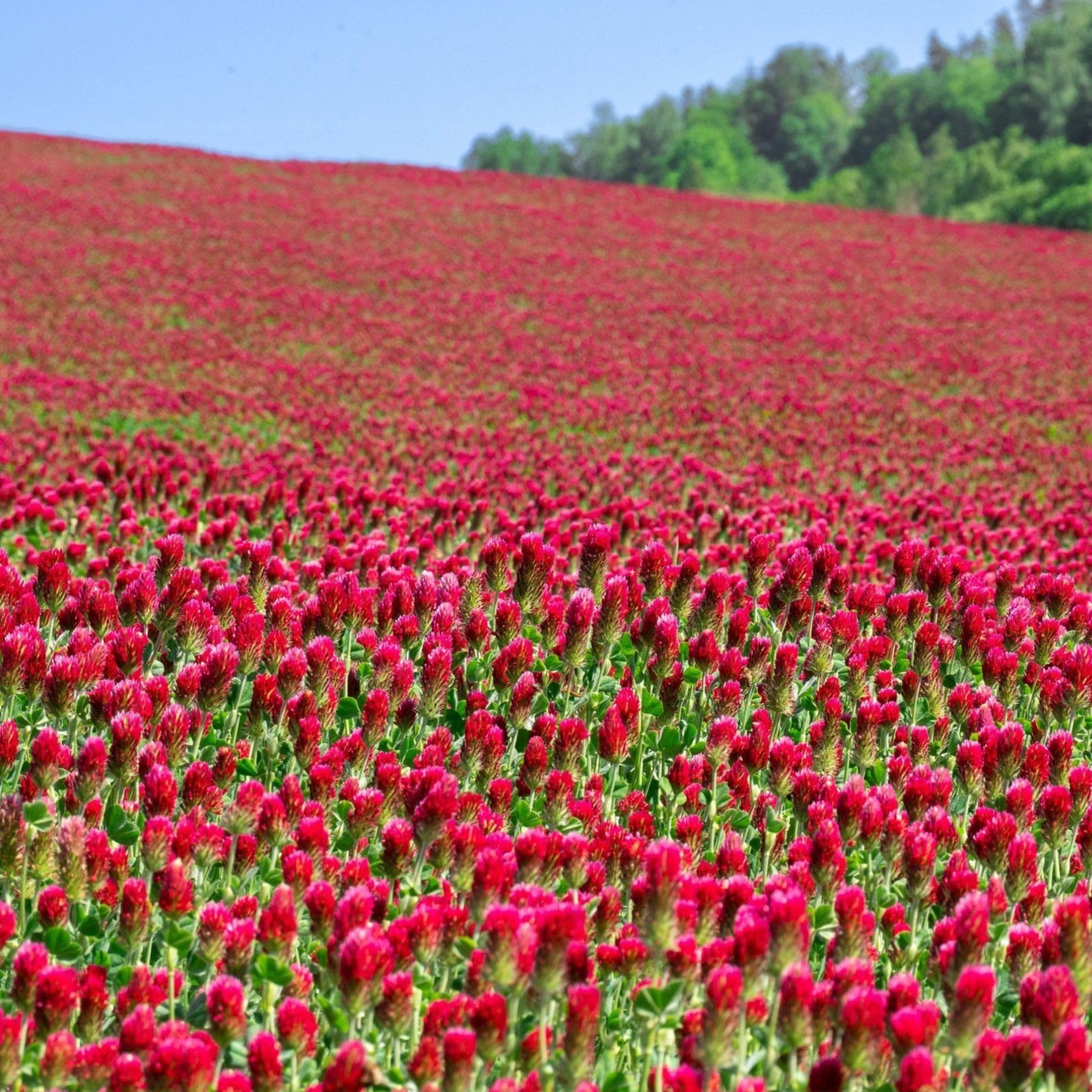 Organic Crimson Clover Seeds – 1 lb (46,400 Seeds) – Cover Crop, Wildlife Forage