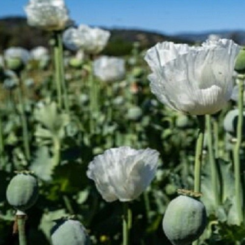 750+ Rare Peshawar White Pakistani Poppy Seeds Giant, Elegant Pure White Blooms
