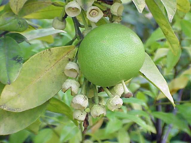 Citrus maxima | Pomelo | 10 Seeds