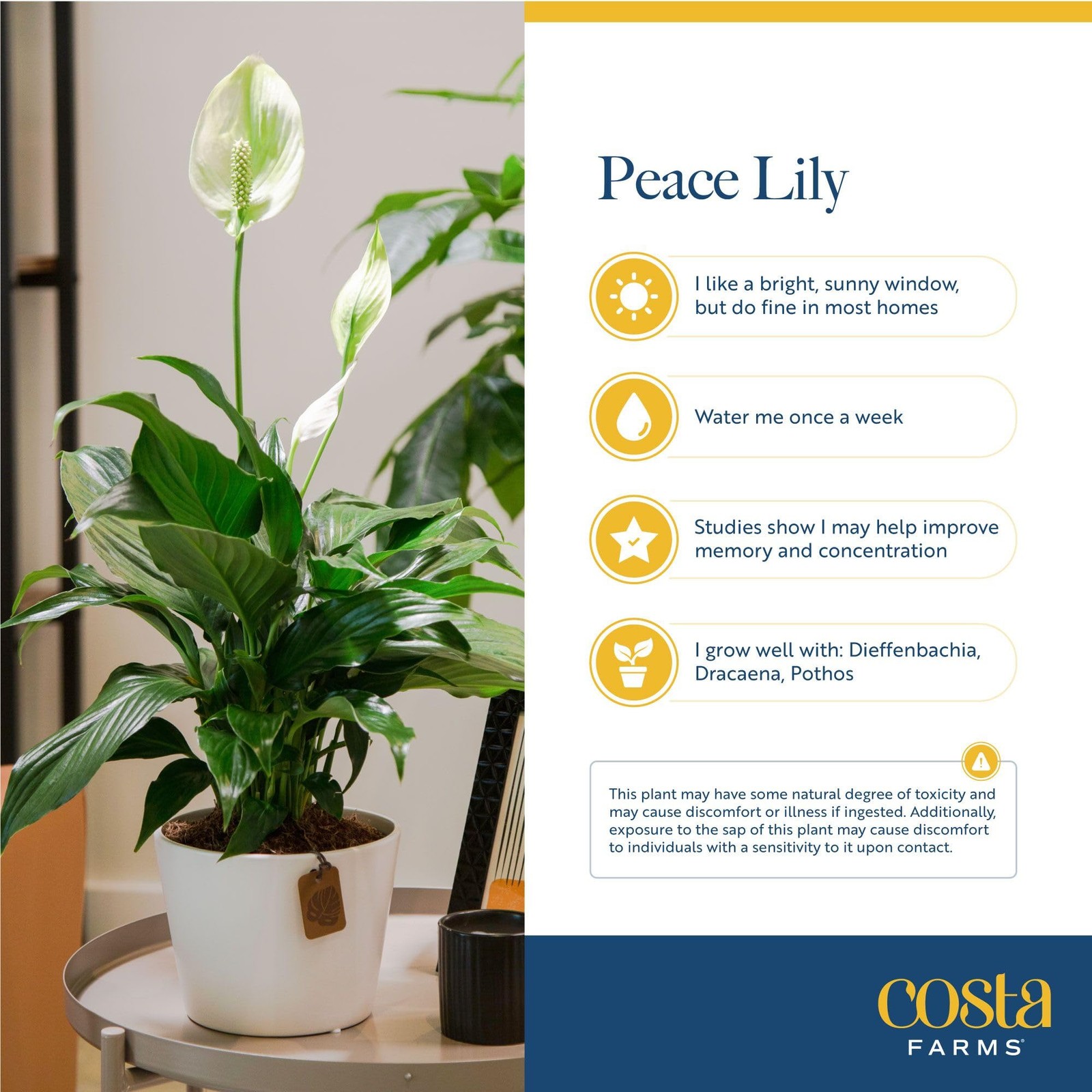 Costa Farms Peace Lily Live Plant in 1 Foot Tall, Indoor Garden Pot