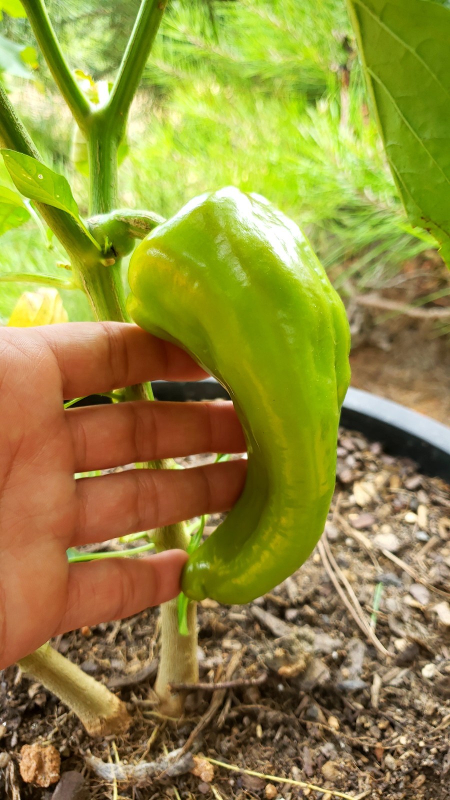 SEEDS Sweet Cubanelle Pepper 100 Seeds Pimiento de Cocinar