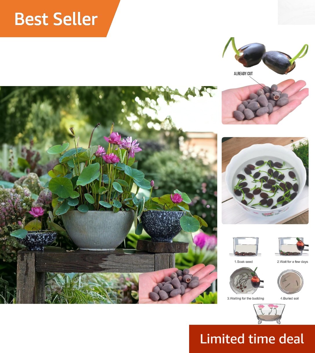 15pcs Exotic Lotus Seeds – Colorful Gardening Bliss for Home & Pond Environments