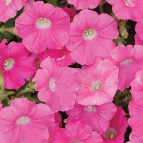 BIN#2R6D5 Shock Wave Rose trailing petunia 25 pelleted seeds