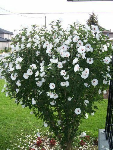 30 White Hibiscus Rose of Sharon seeds