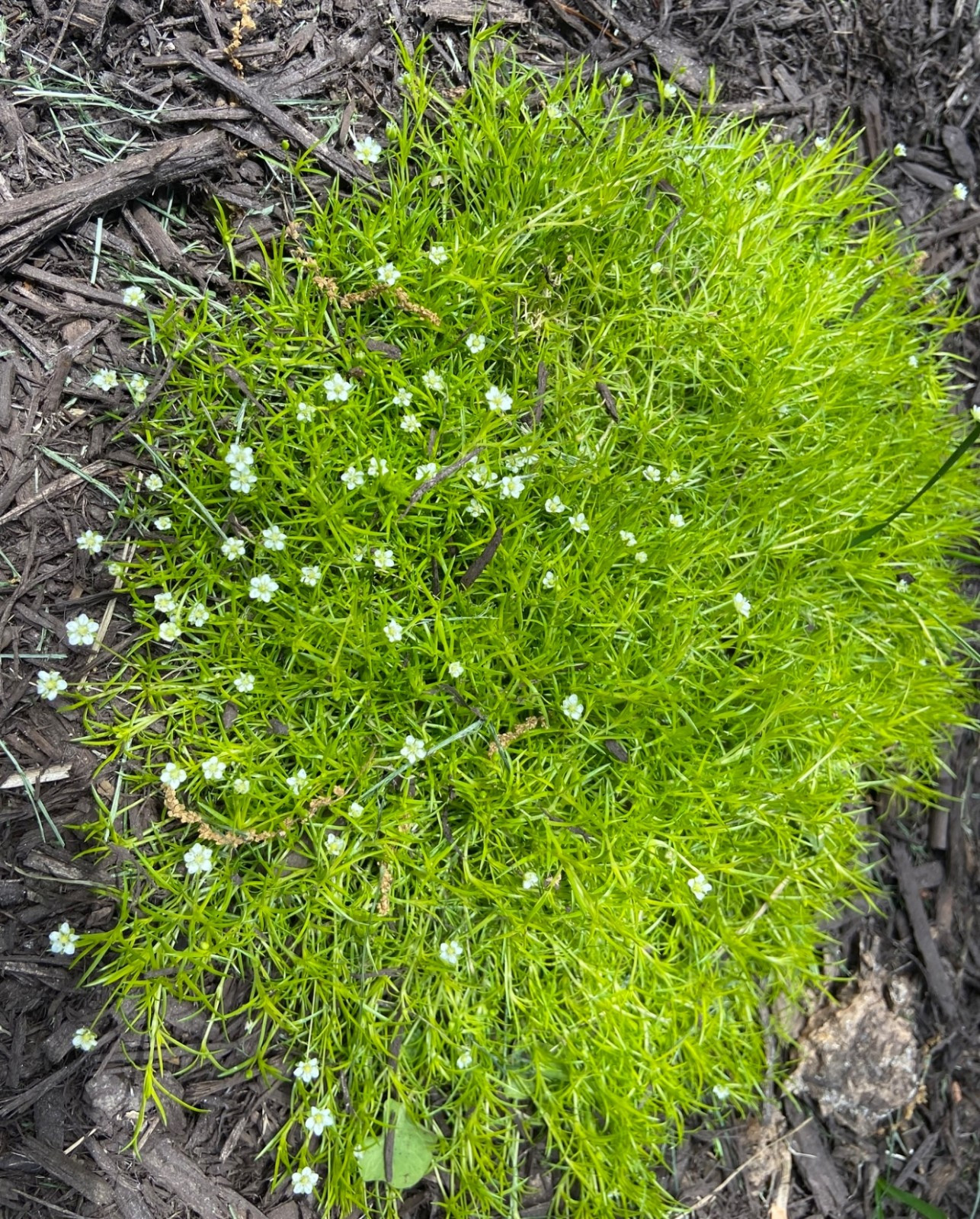 Irish Moss 250-5,000+ Seeds (Sagina subulata) Pearlwort