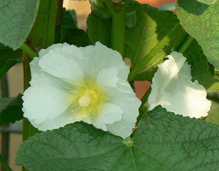 Alcea rosea subsp. ficifolia | Antwerp or Fig Leaf Hollyhock | 10 Seeds