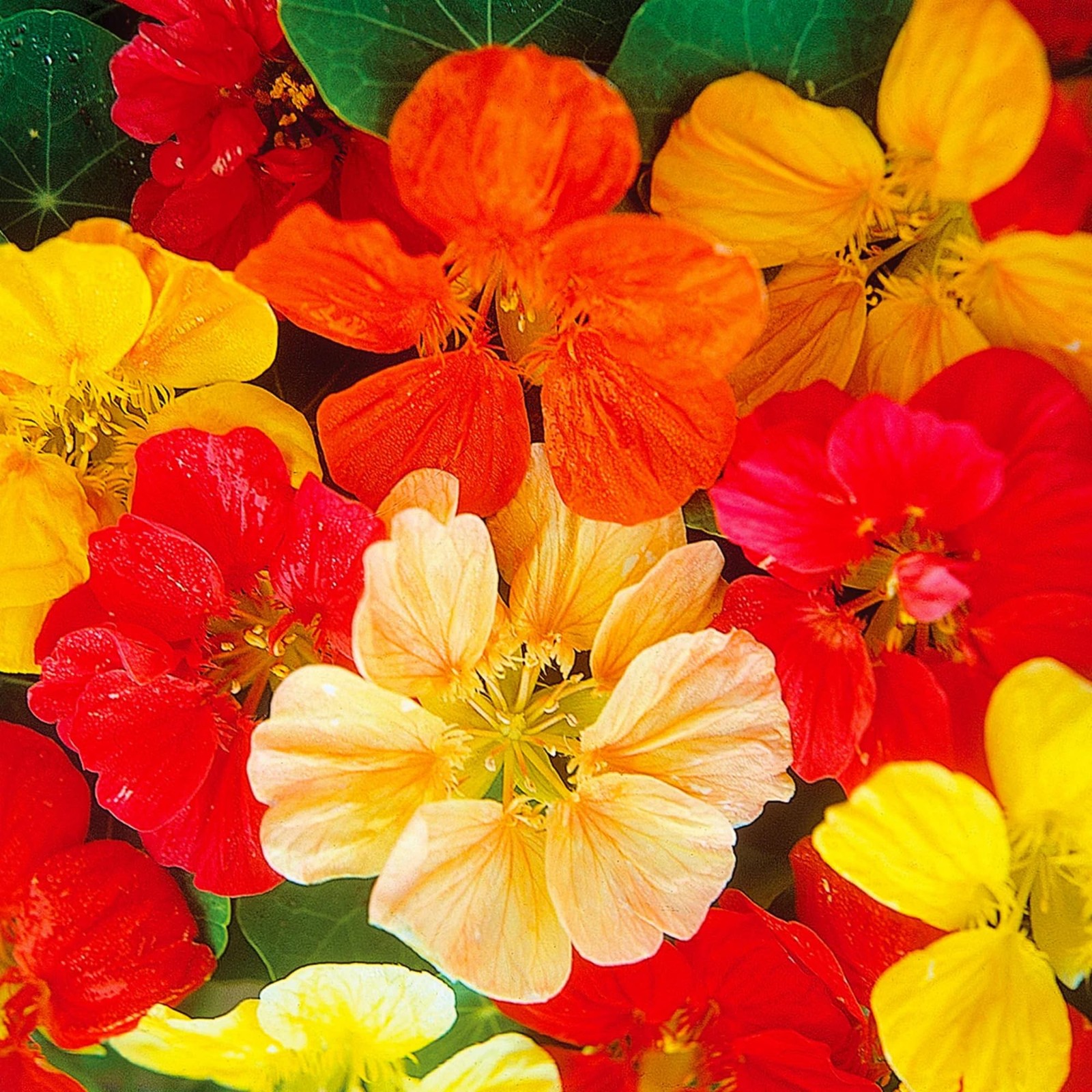 200 PCS Mixed Nasturtium Seeds NonGMO Mixed Color Attracts Pollinators