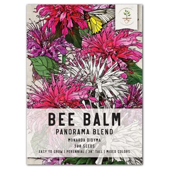 3 Panorama Blend Bee Balm Seeds For Planting Monarda didyma 300 Seeds Per Packet