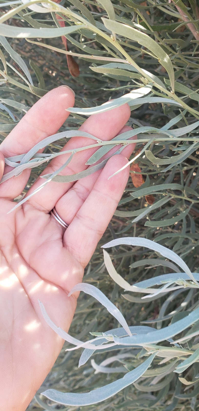 (50) Silver Leaf Cassia Seeds (Senna Phyllodenia) Seed