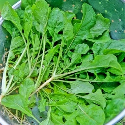 1001+SEVEN TOP TURNIP Seeds Organic Native Vegetable Garden Container Greens