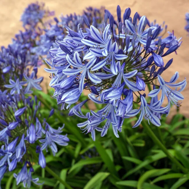 ~100!! Seeds Large Blue Agapanthus – Lily Of The Nile – Beautiful Display