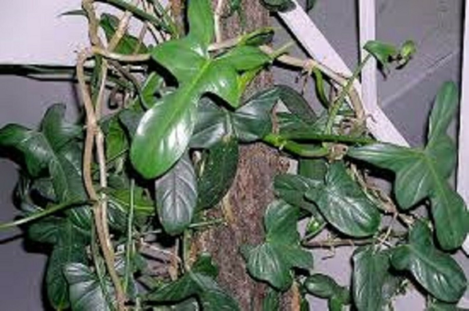Philodendron FIDDLE-LEAF well rooted plant in pot