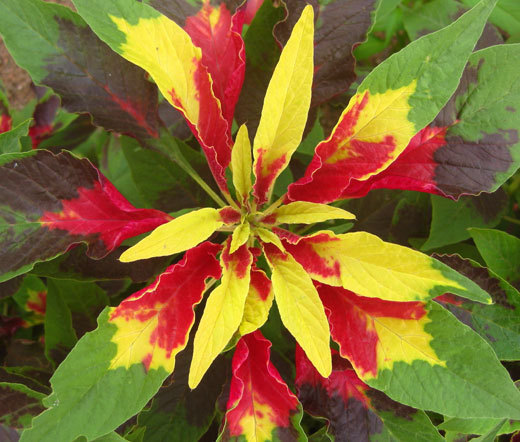 AMARANTHUS PERFECTA Amaranthus Tricolor – 100 Seeds