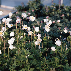 Anemone sylvestris 1,000 seeds