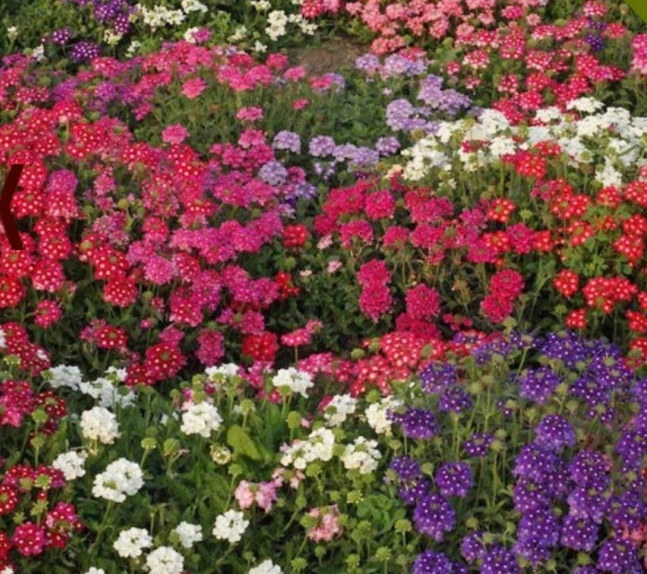 200+ Ideal Florist Verbena Mix Seeds **Fresh Seeds** ~~Free Shipping~~